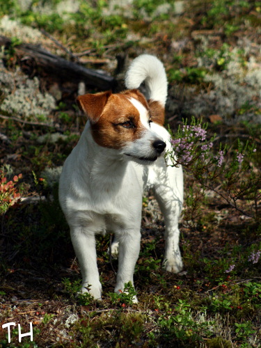 090723 inka.jpg - Tarkkana